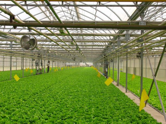 水溶肥選擇技巧，選對(duì)不吃虧