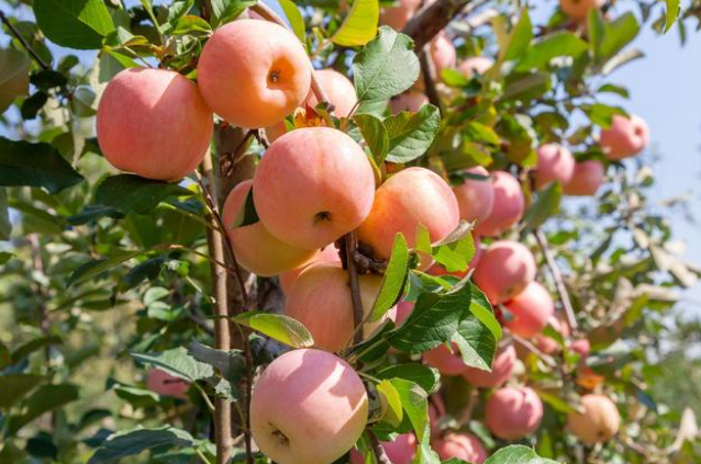 磷酸二氫鉀葉面肥，你不了解的在這里！