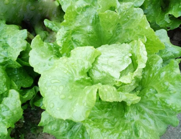 噴施葉面肥會(huì)產(chǎn)生肥害嗎